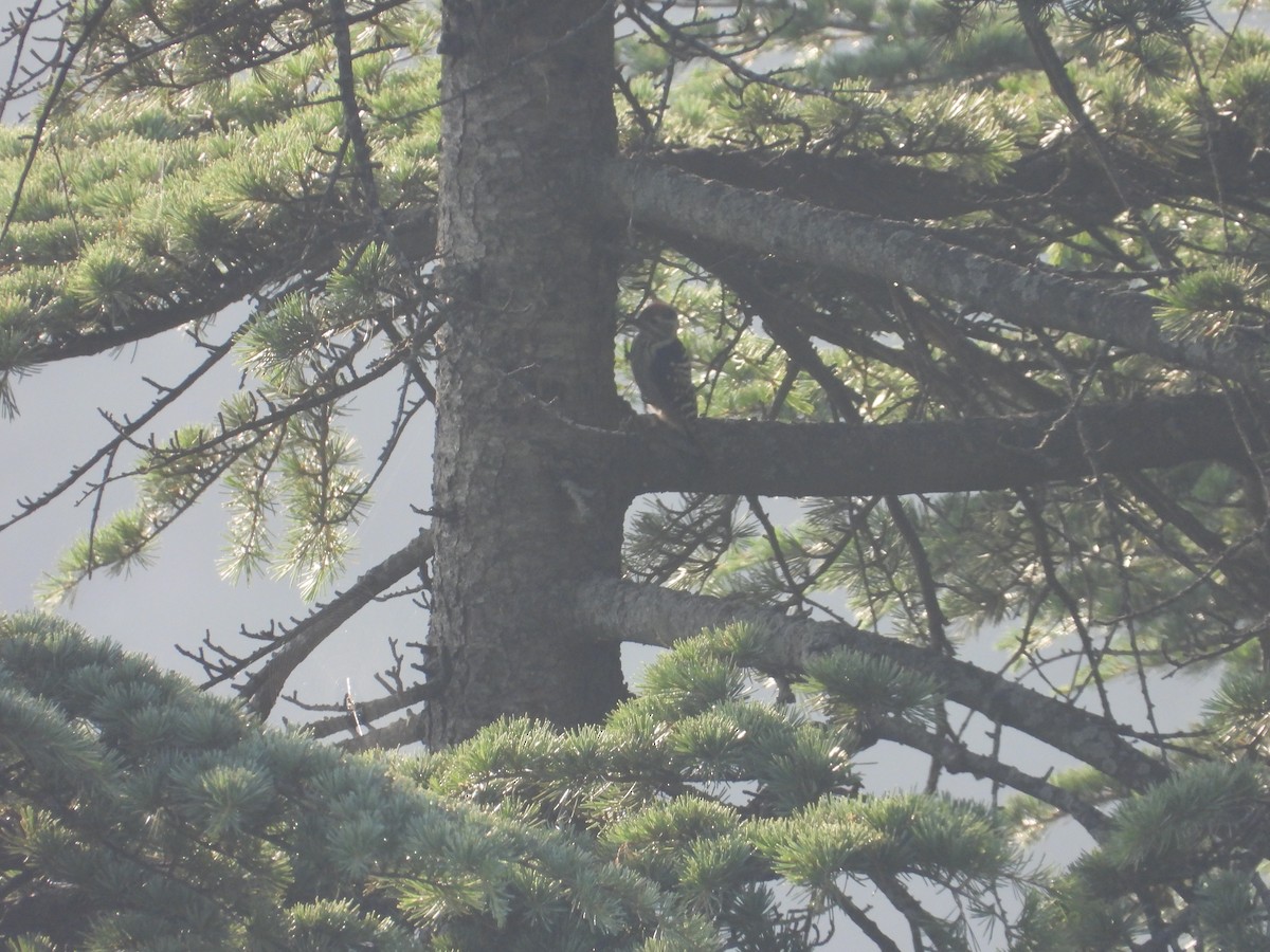 Brown-fronted Woodpecker - ML638034158