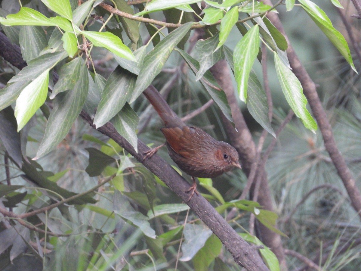 Streaked Laughingthrush - ML638034165