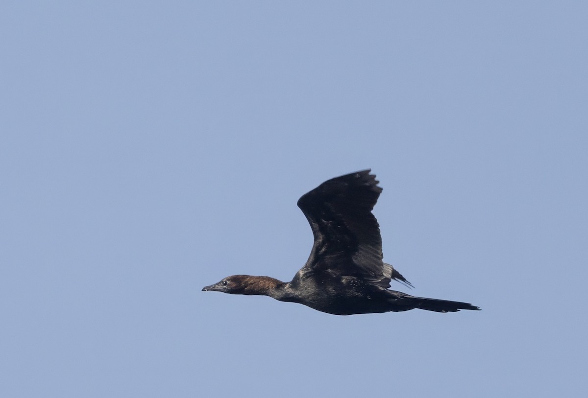 Cormoran pygmée - ML638034198