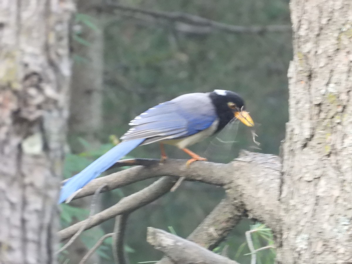 Yellow-billed Blue-Magpie - ML638034210