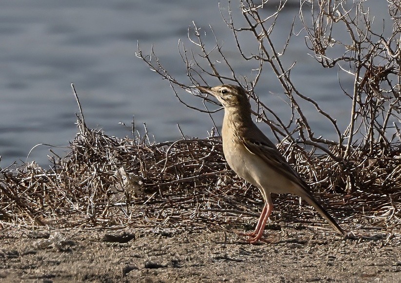 Pipit rousseline - ML638034218