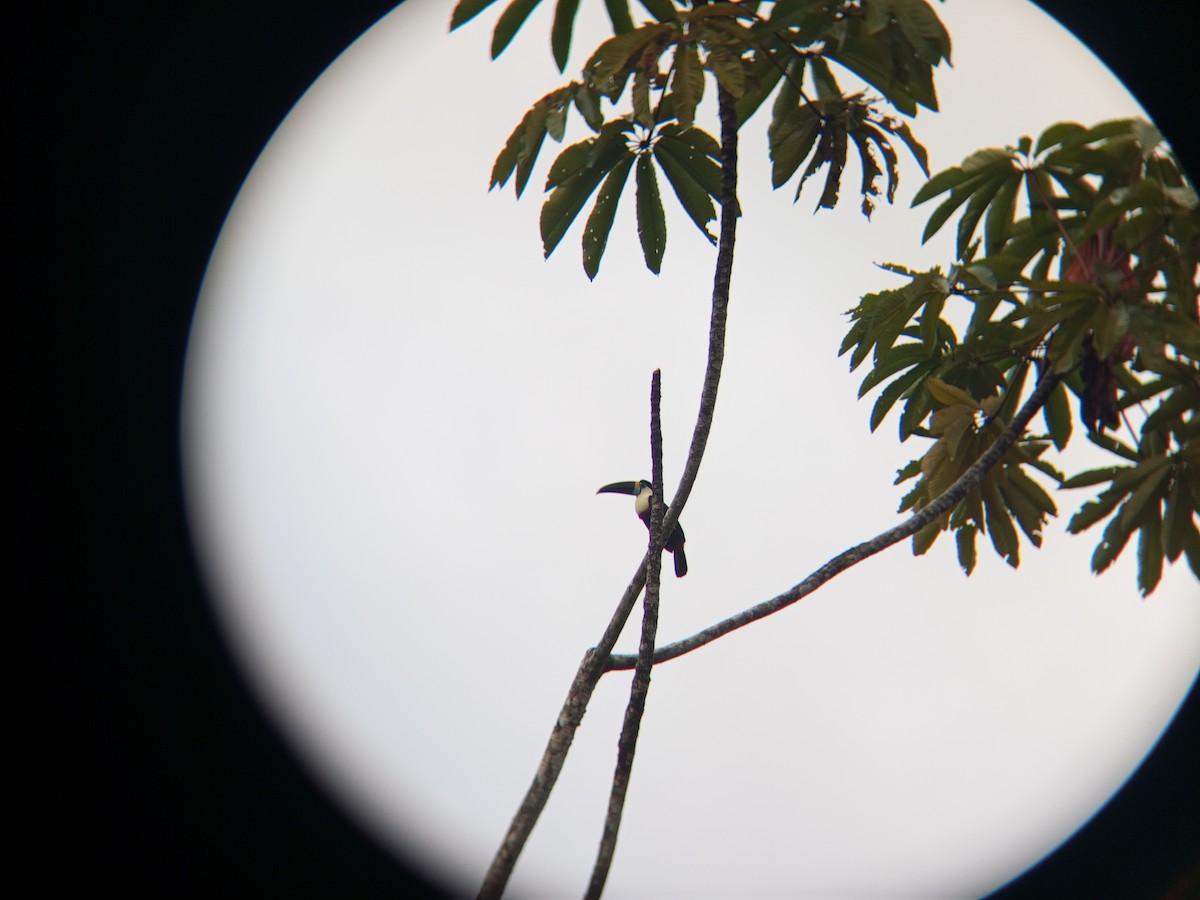 White-throated Toucan - ML638034243