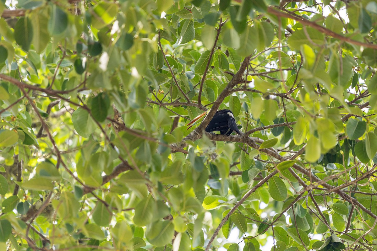 Keel-billed Toucan - ML638034256