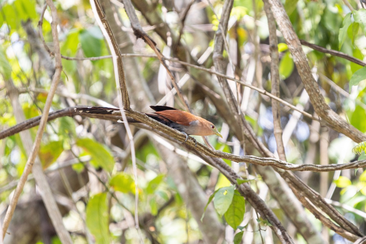 Squirrel Cuckoo - ML638034269