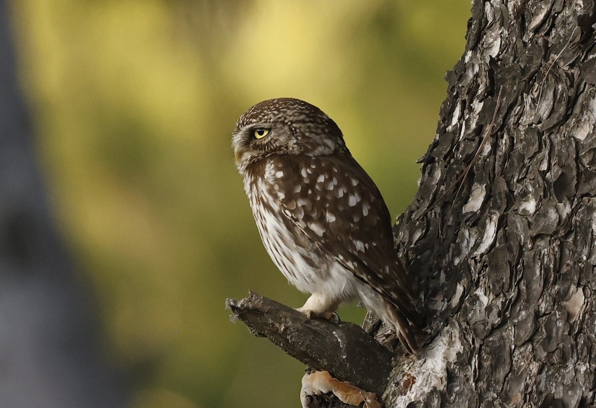 Chevêche d'Athéna - ML638034270