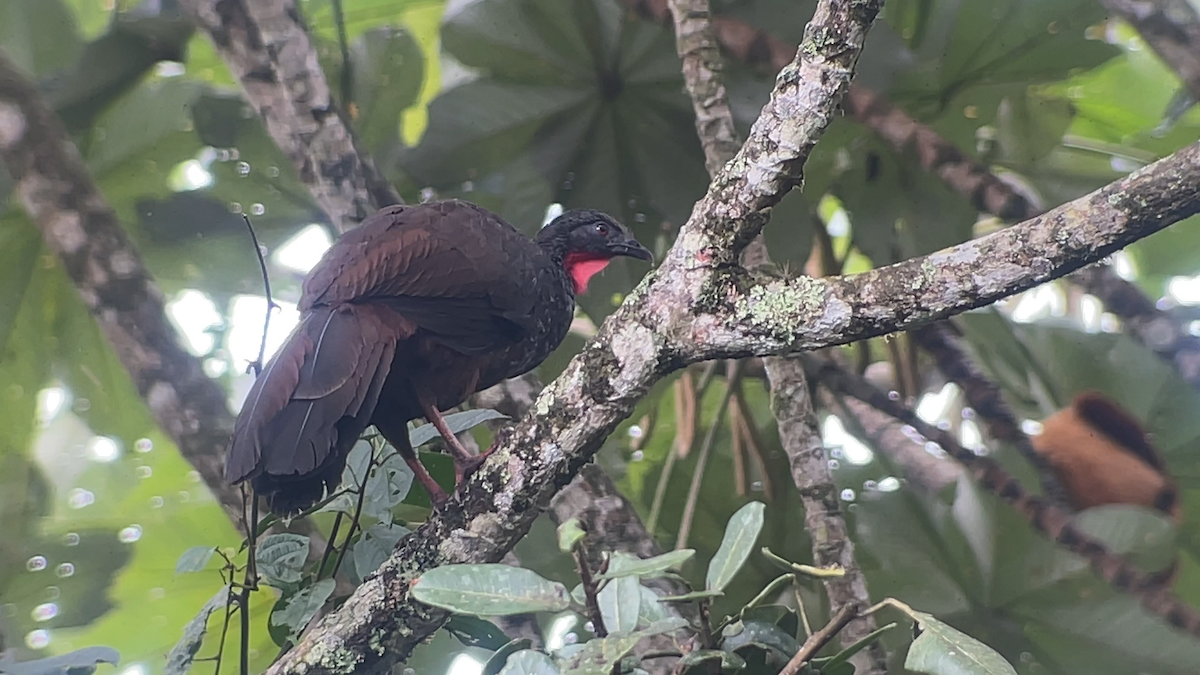 Cauca Guan - ML638034303