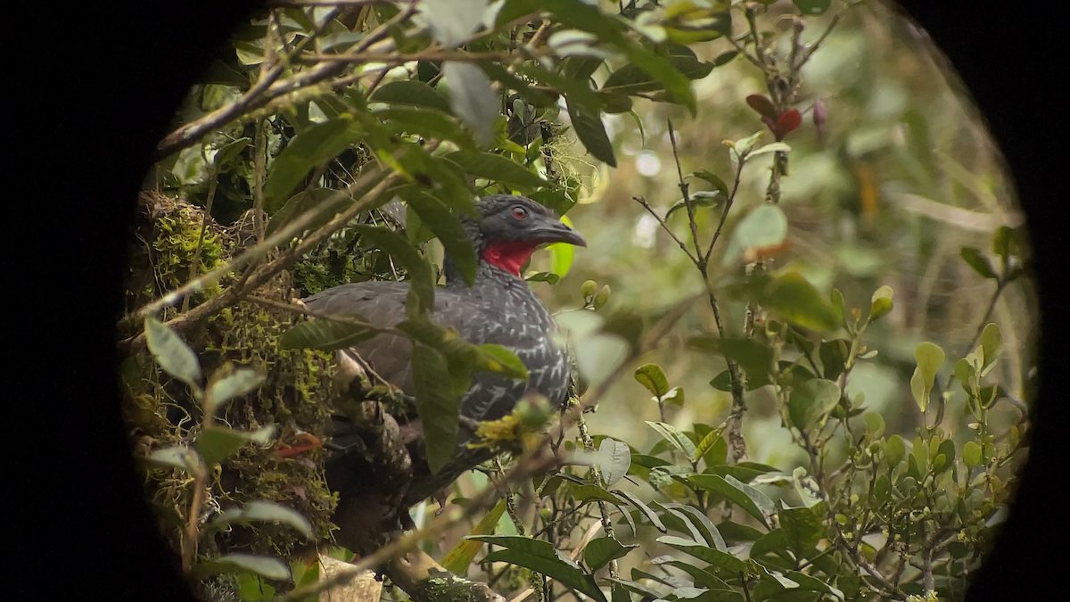 Cauca Guan - ML638034304