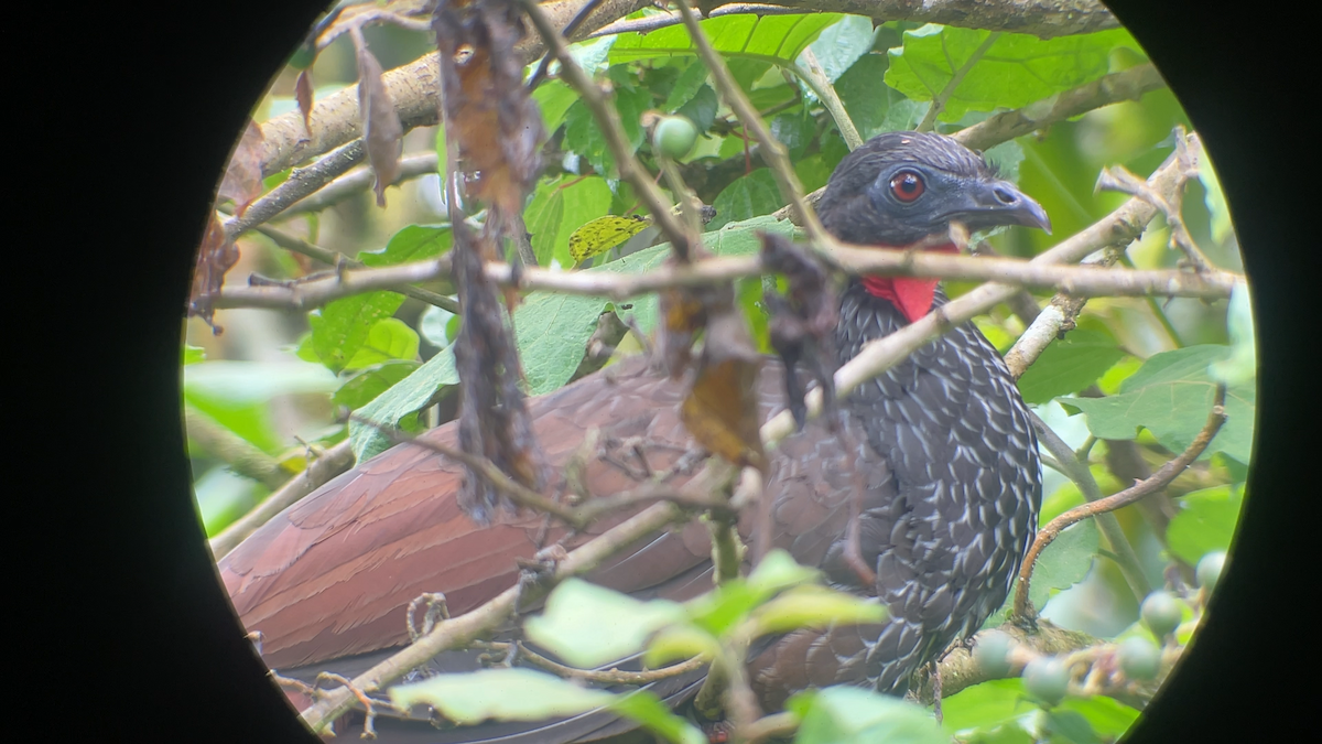Cauca Guan - ML638034305