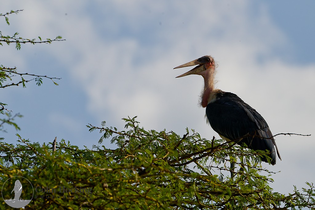 marabu africký - ML638034319