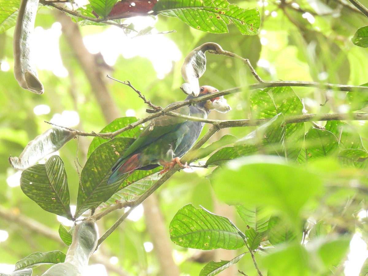 White-crowned Parrot - ML638034350