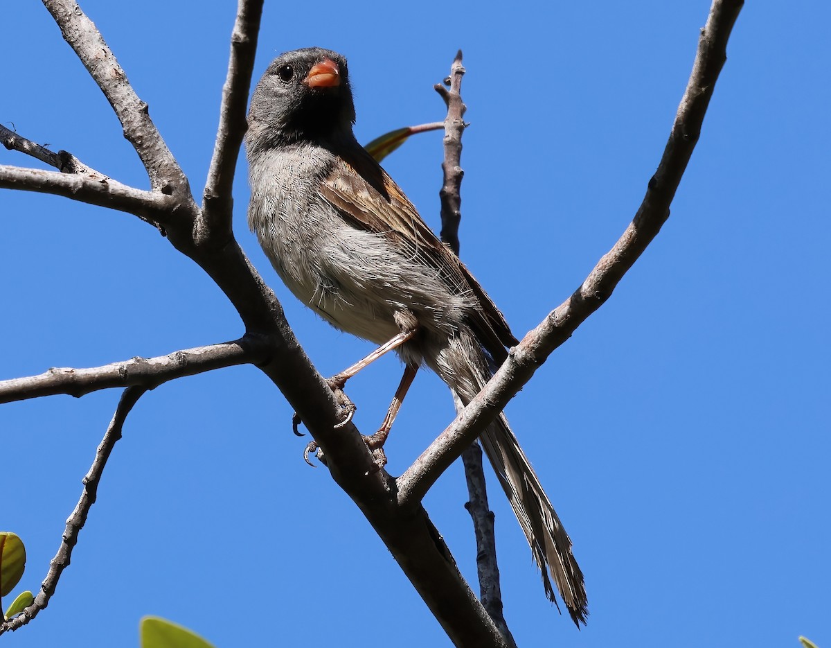 Black-chinned Sparrow - ML638034391