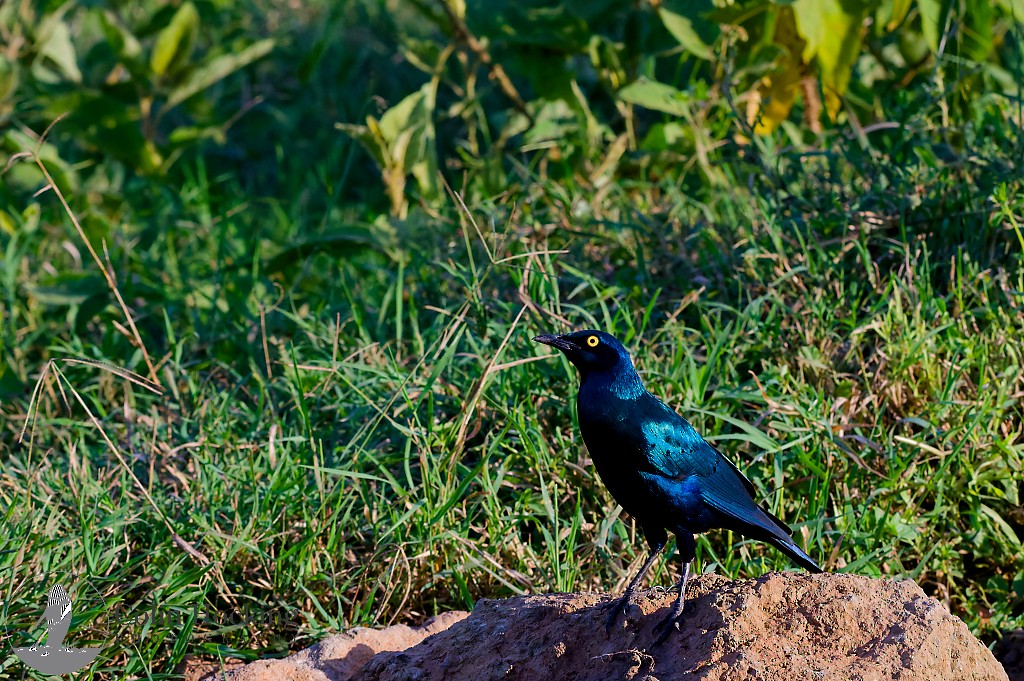 Greater Blue-eared Starling - ML638034405