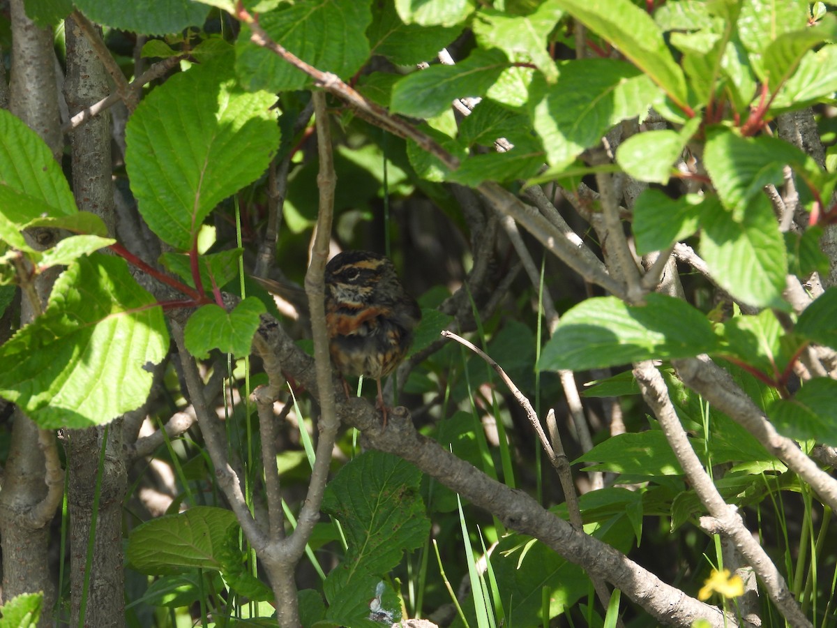 Rufous-breasted Accentor - ML638034406