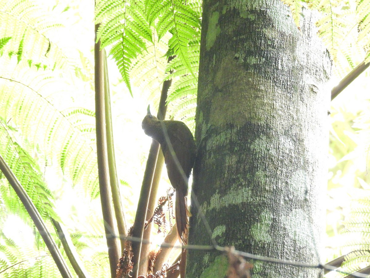 Northern Barred-Woodcreeper - ML638034419