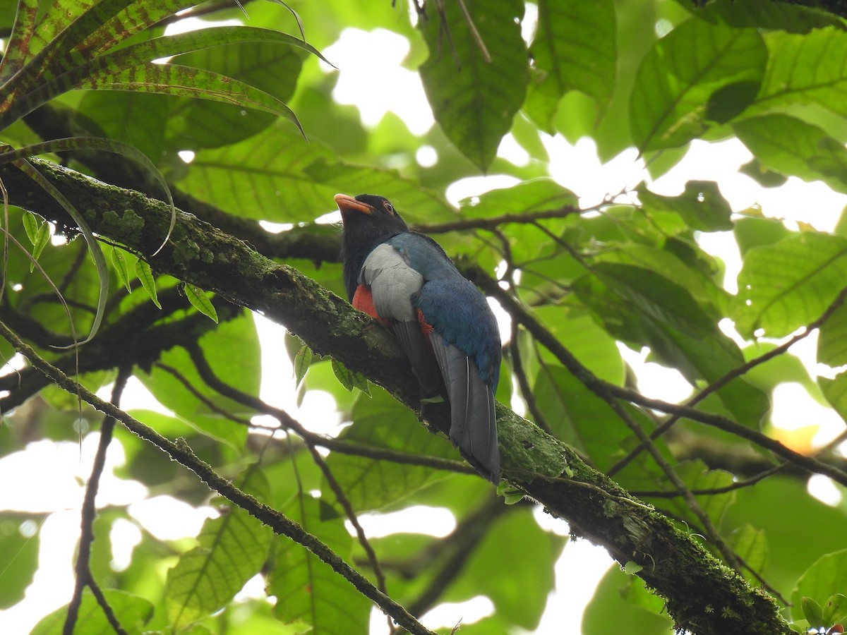 Slaty-tailed Trogon - ML638034473
