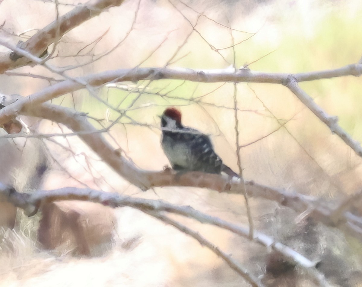 Ladder-backed Woodpecker - ML638034476