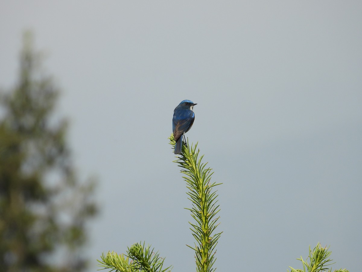 Himalayan Bluetail - ML638034477