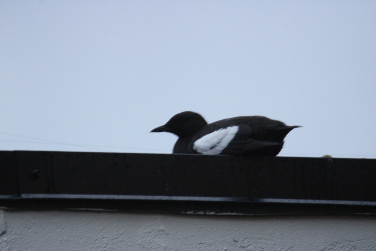 Black Guillemot - ML638034504