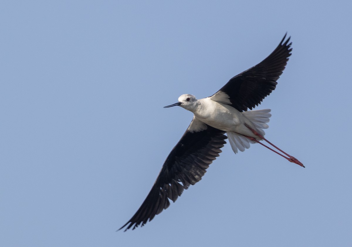 Échasse blanche - ML638034524