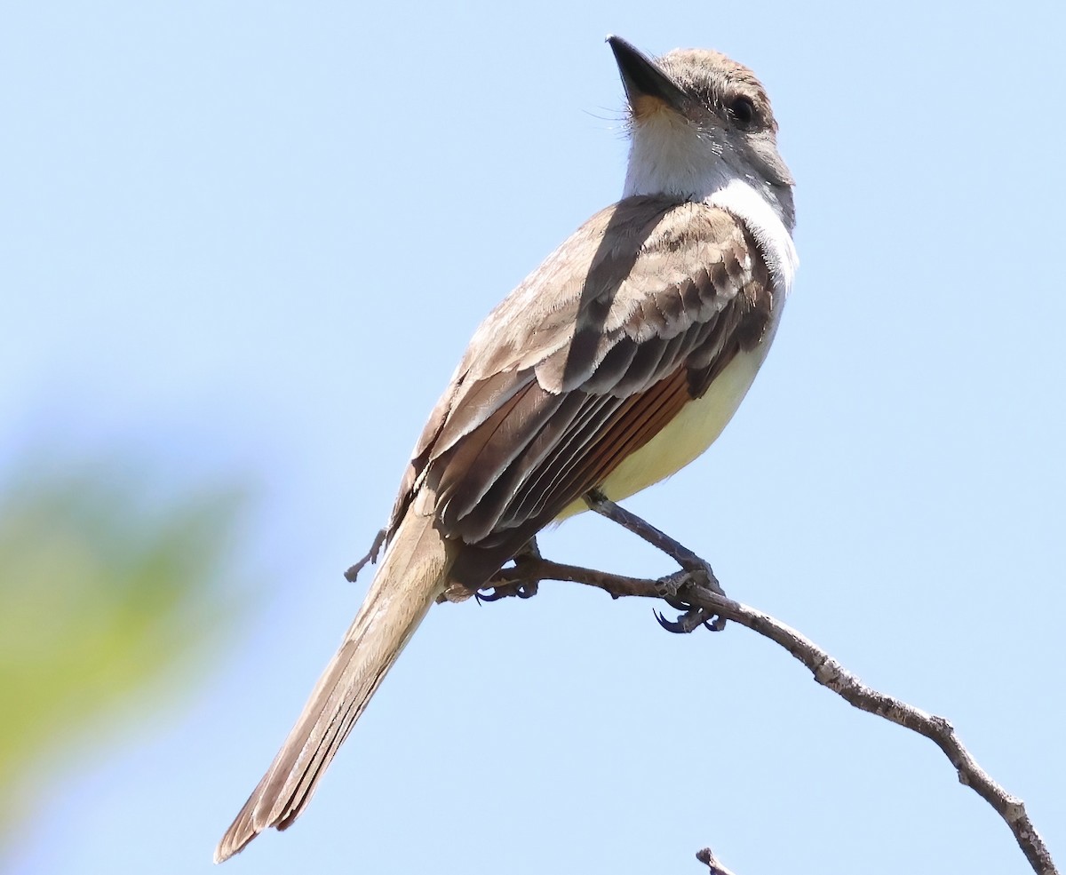 Brown-crested Flycatcher - ML638034574