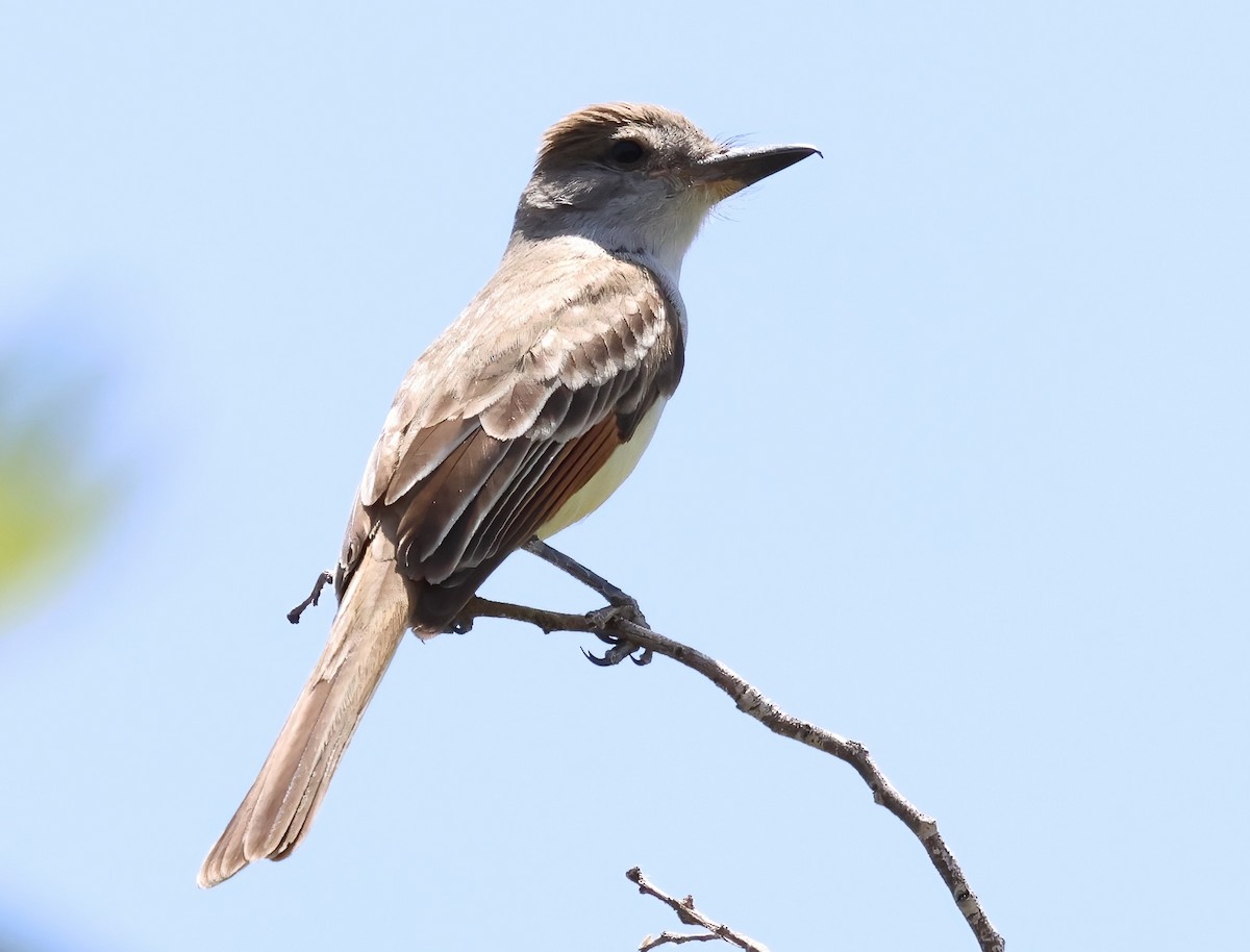 Brown-crested Flycatcher - ML638034575