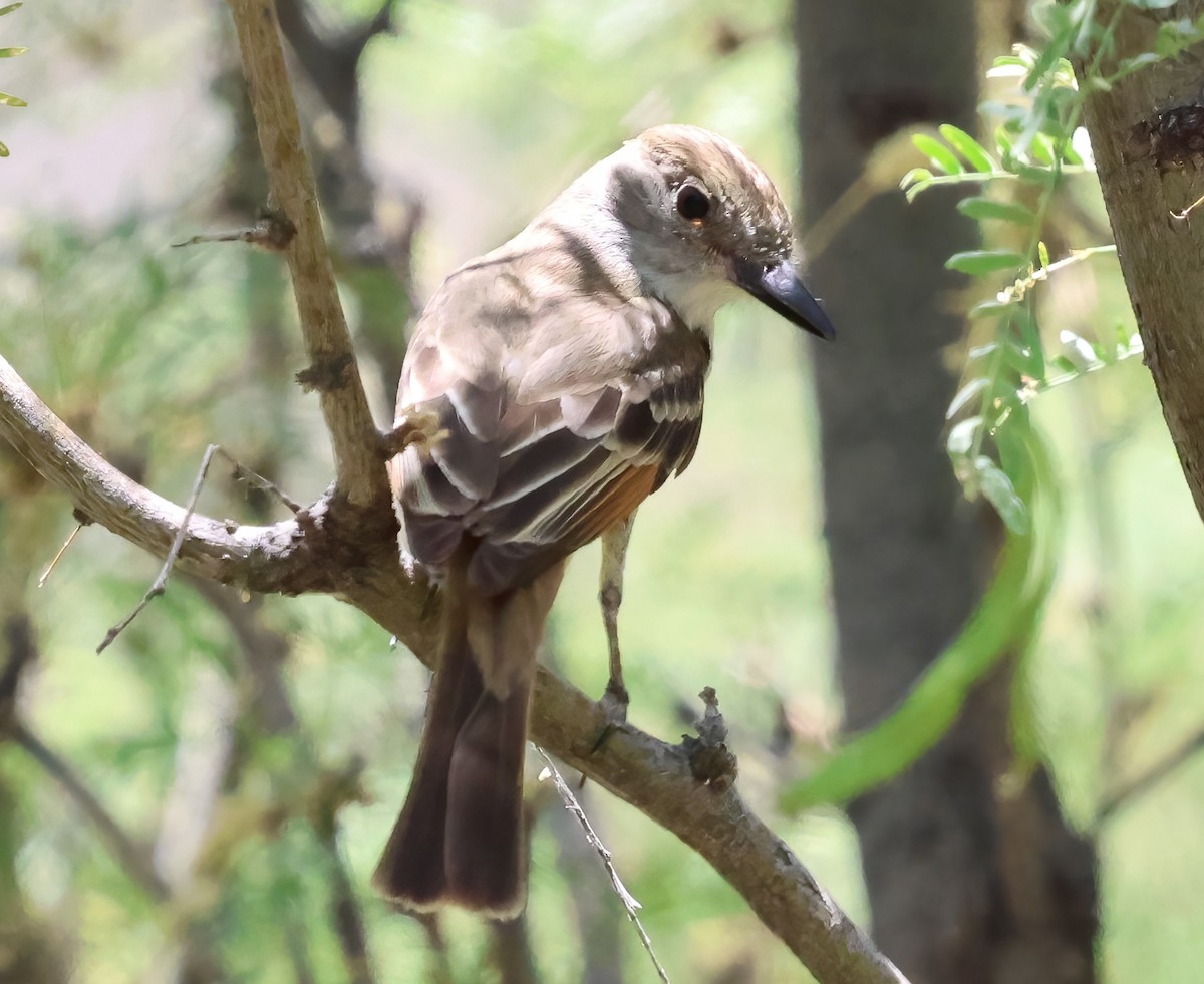 Brown-crested Flycatcher - ML638034590