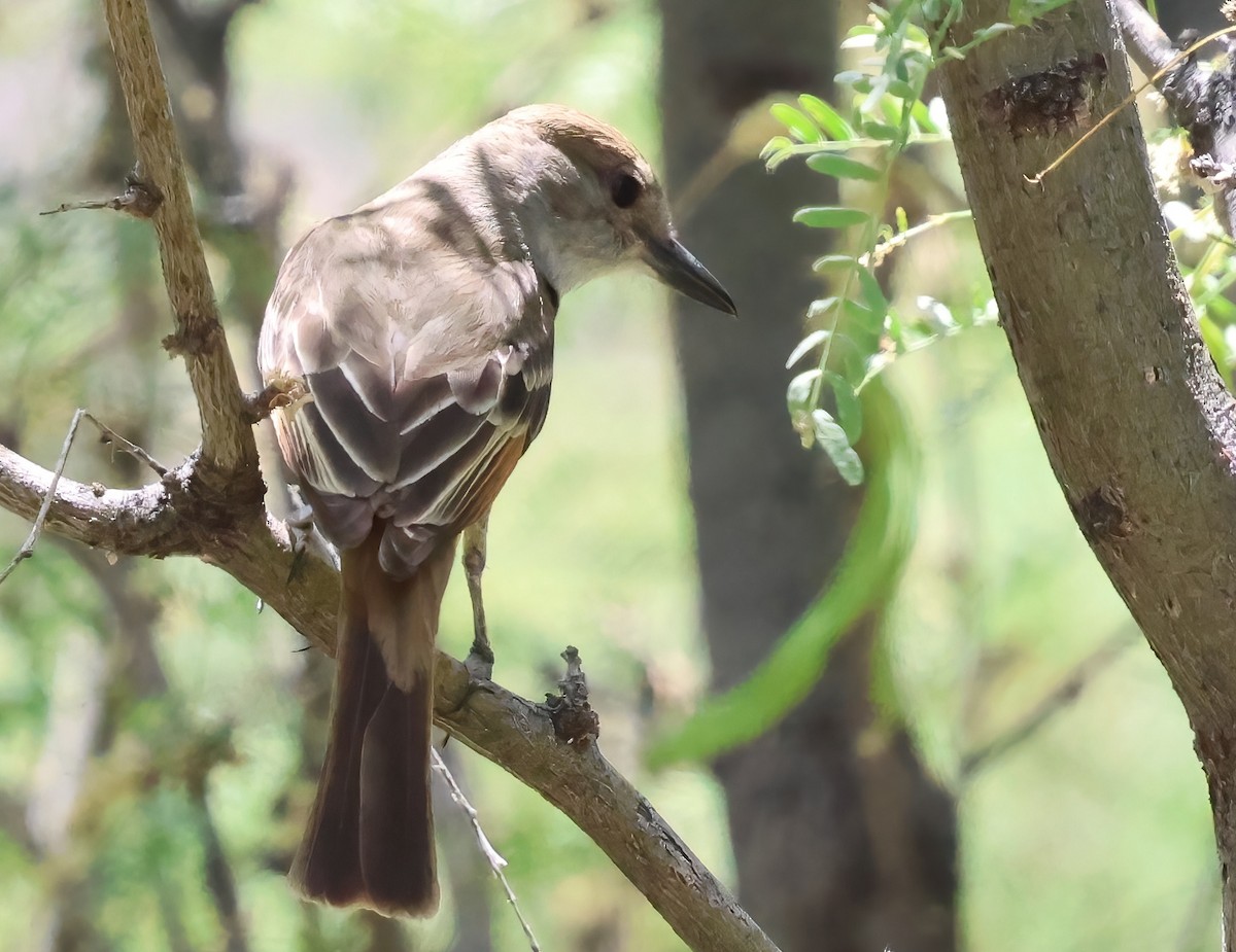 Brown-crested Flycatcher - ML638034591