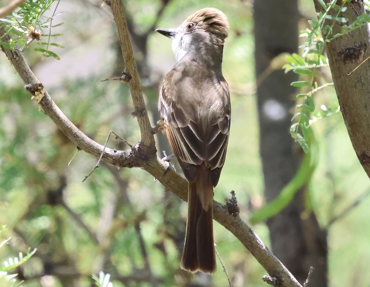 Brown-crested Flycatcher - ML638034593