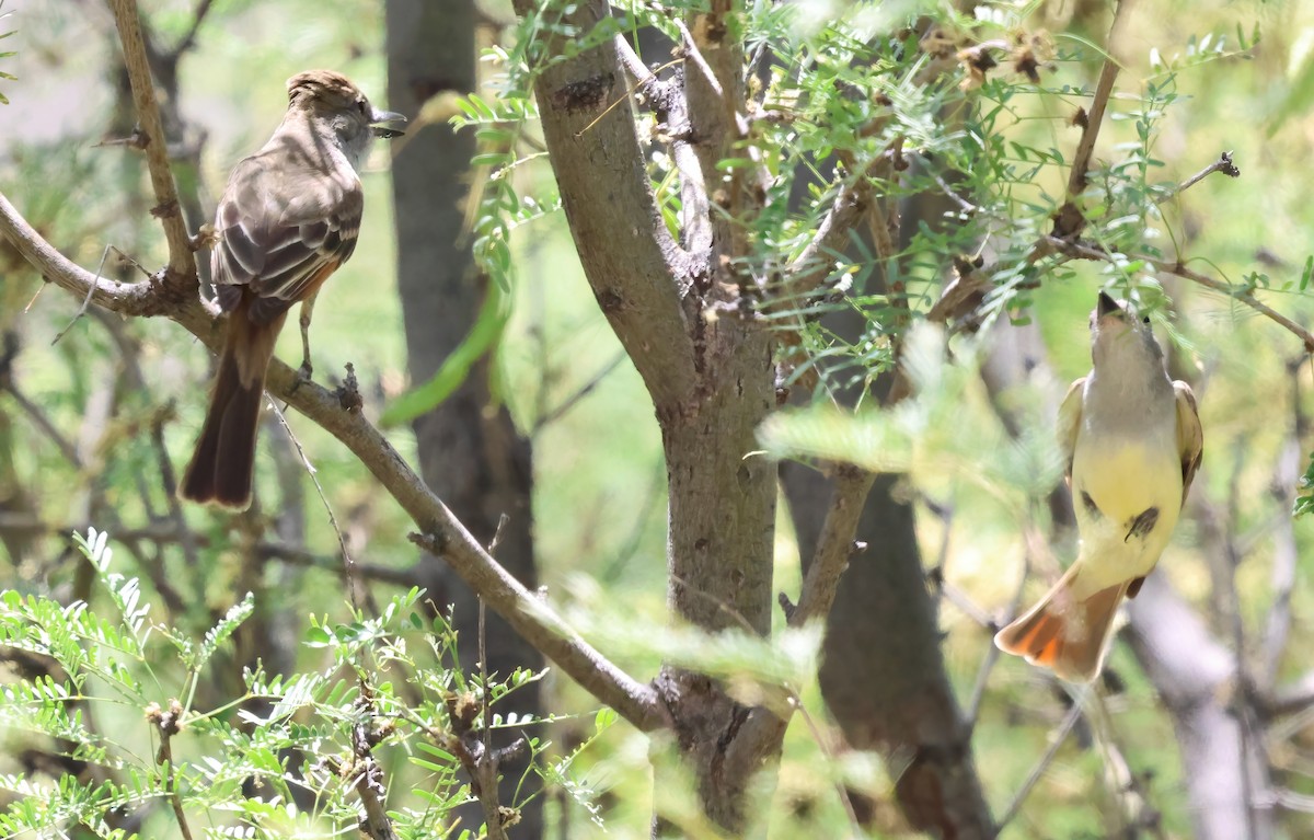Brown-crested Flycatcher - ML638034594