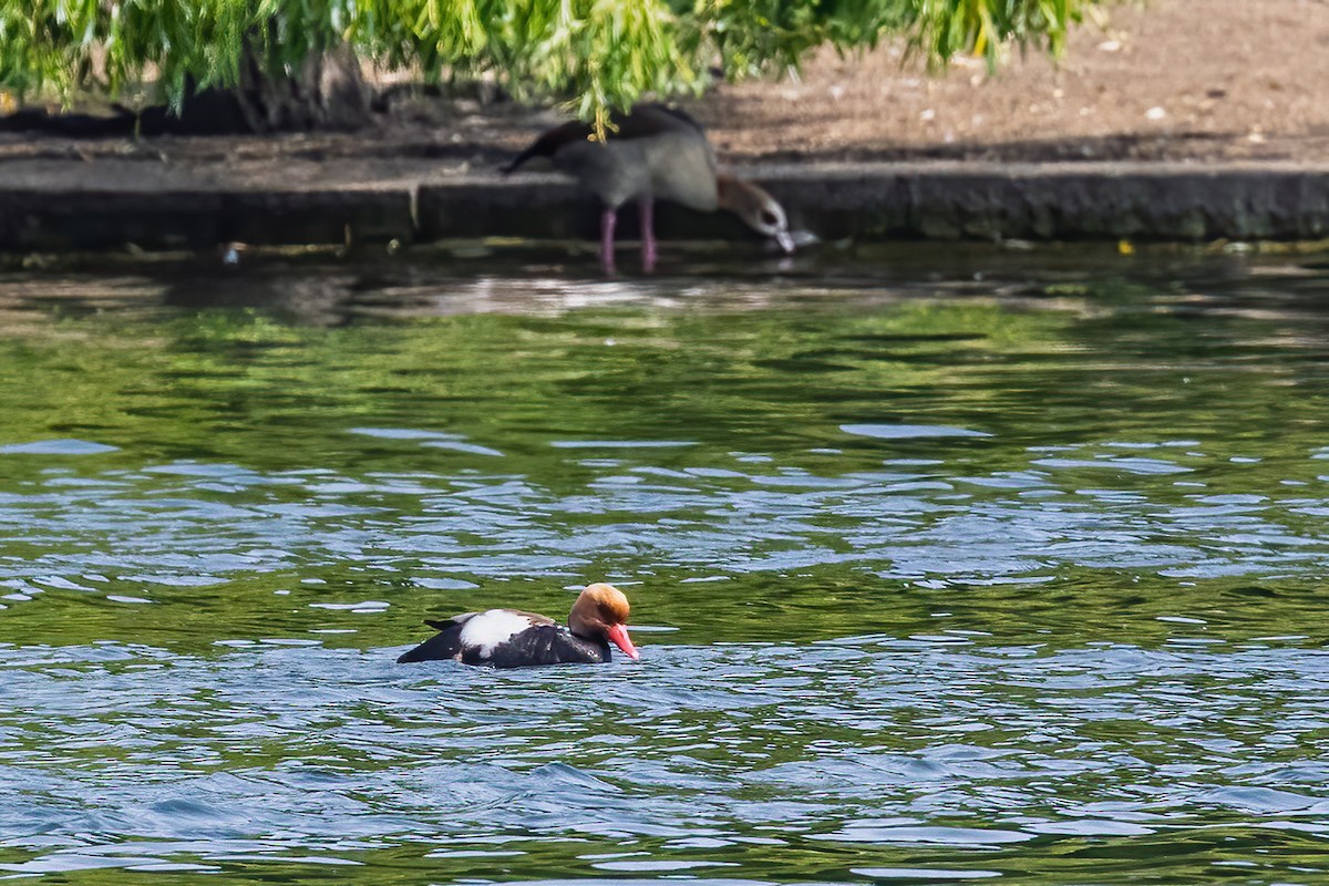 Red-crested Pochard - ML638034595