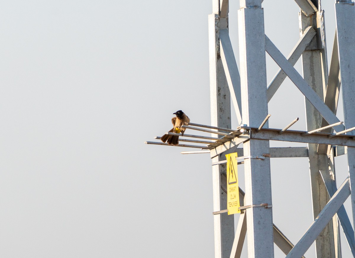 bulbul arabský - ML638034627