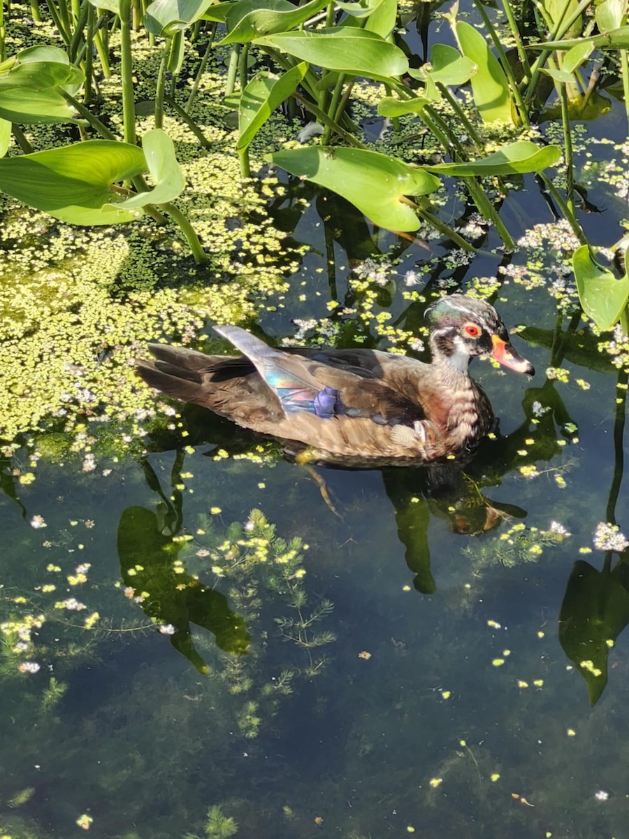 Wood Duck - ML638034639