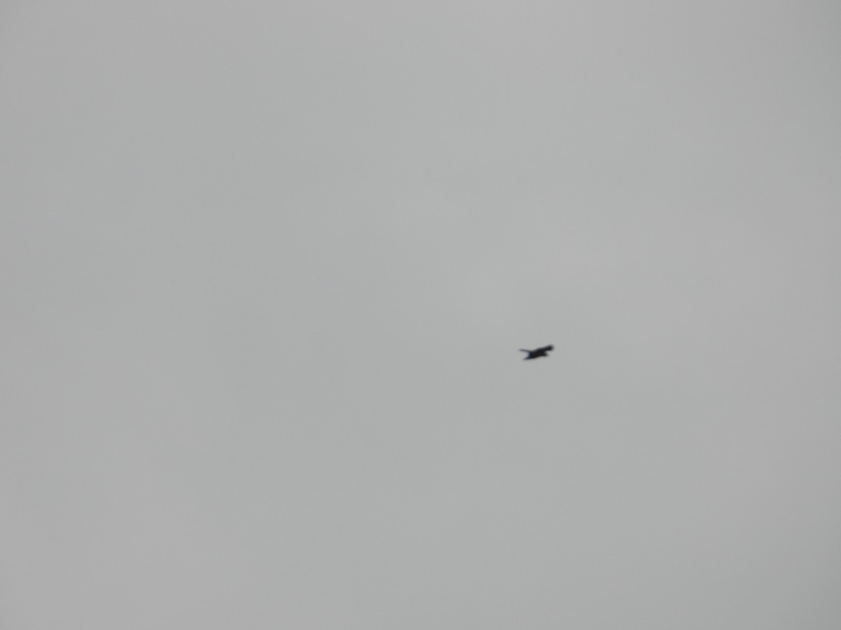 Azor/Gavilán sp.  (Accipiter sp.) - ML638034650