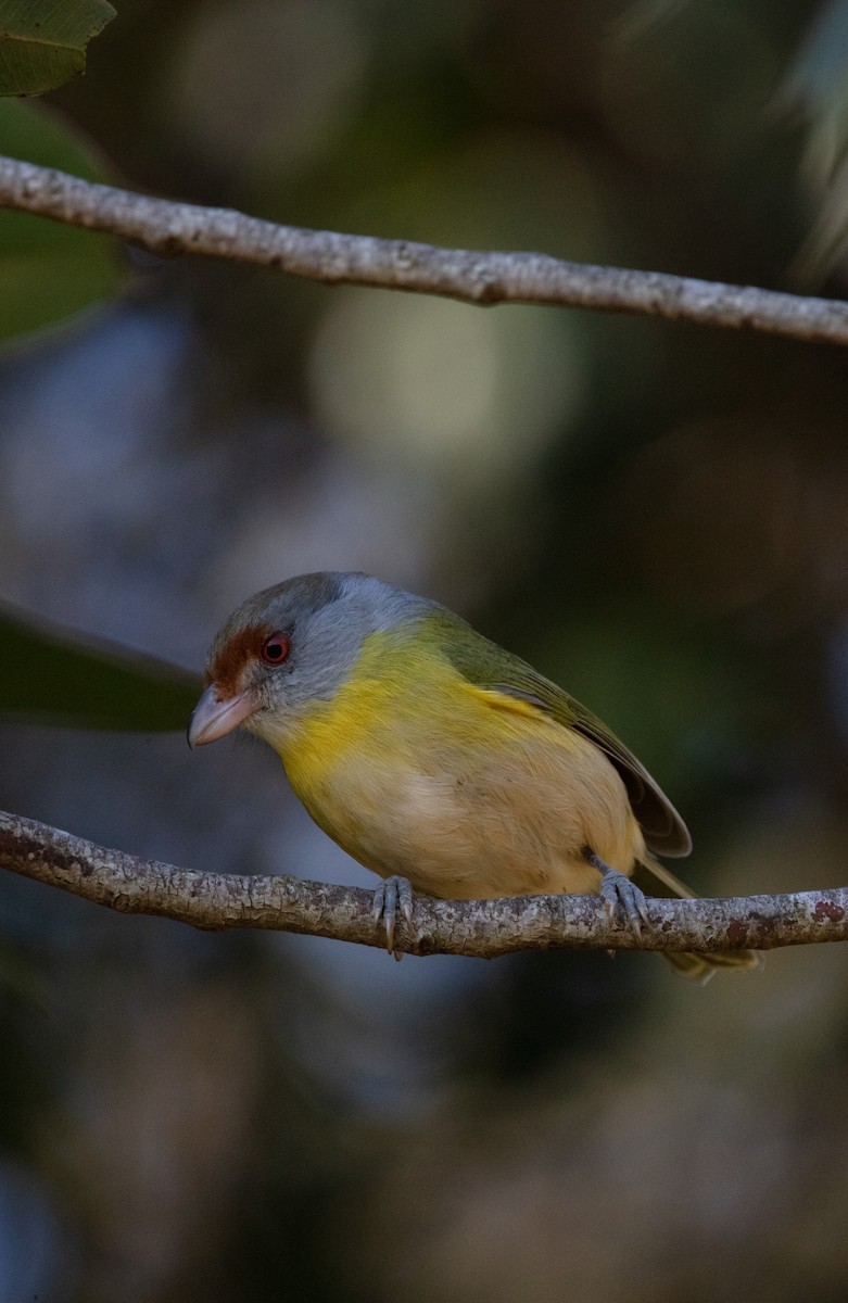 Rufous-browed Peppershrike - ML638034659