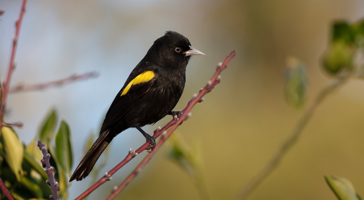Golden-winged Cacique - ML638034668