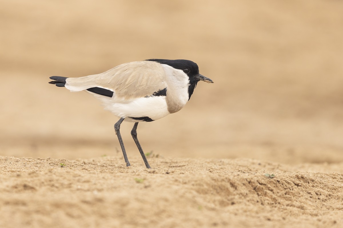 River Lapwing - ML638034682