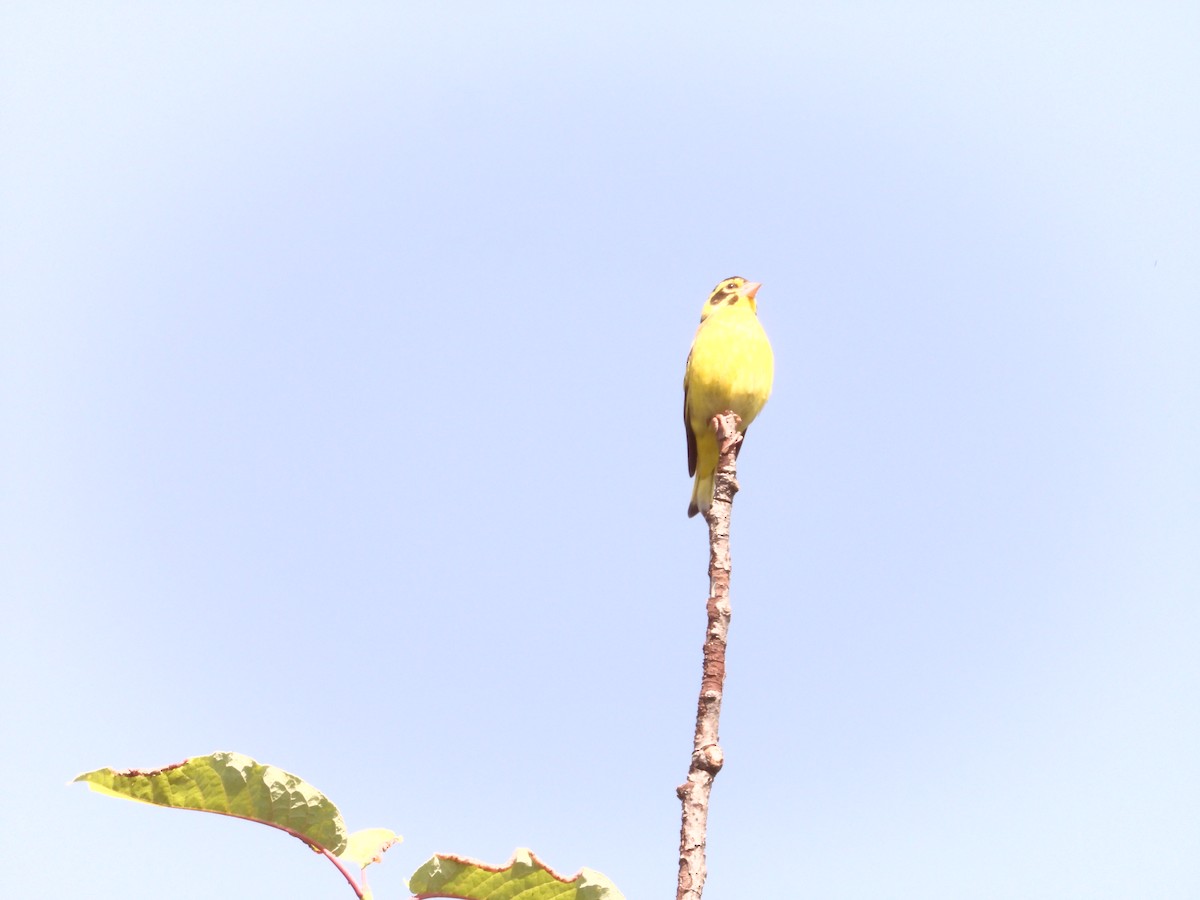 Yellow-breasted Greenfinch - ML638034686