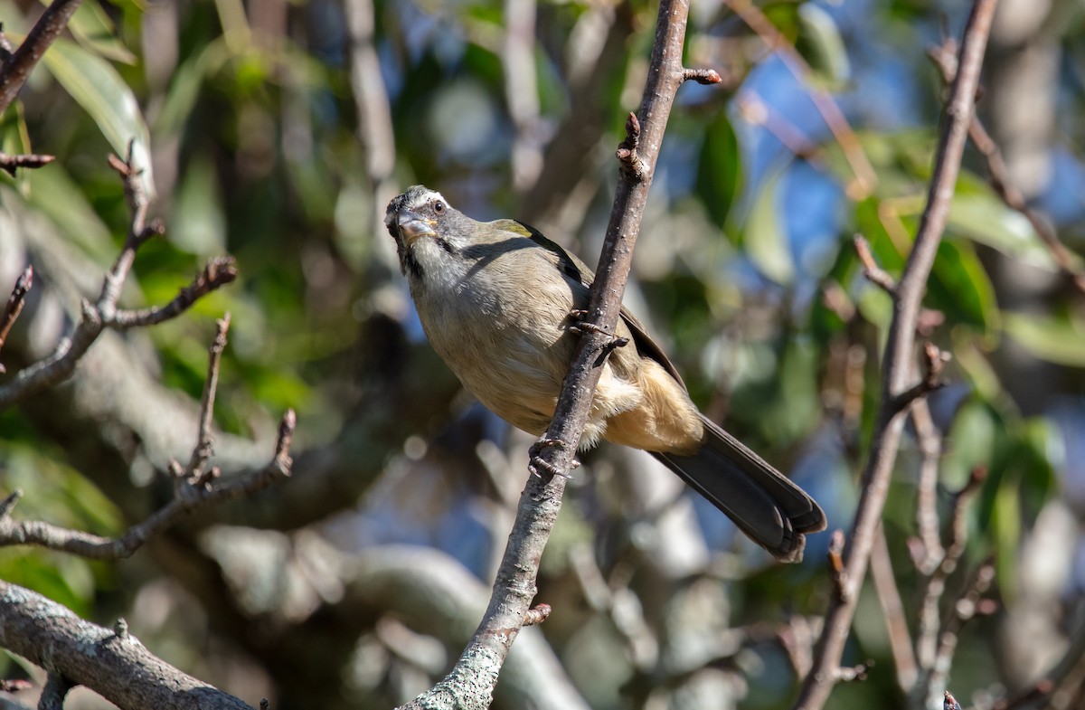 Green-winged Saltator - ML638034696