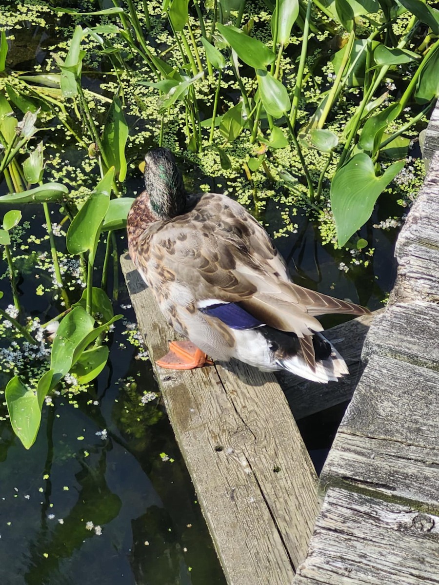 Mallard - ML638034751