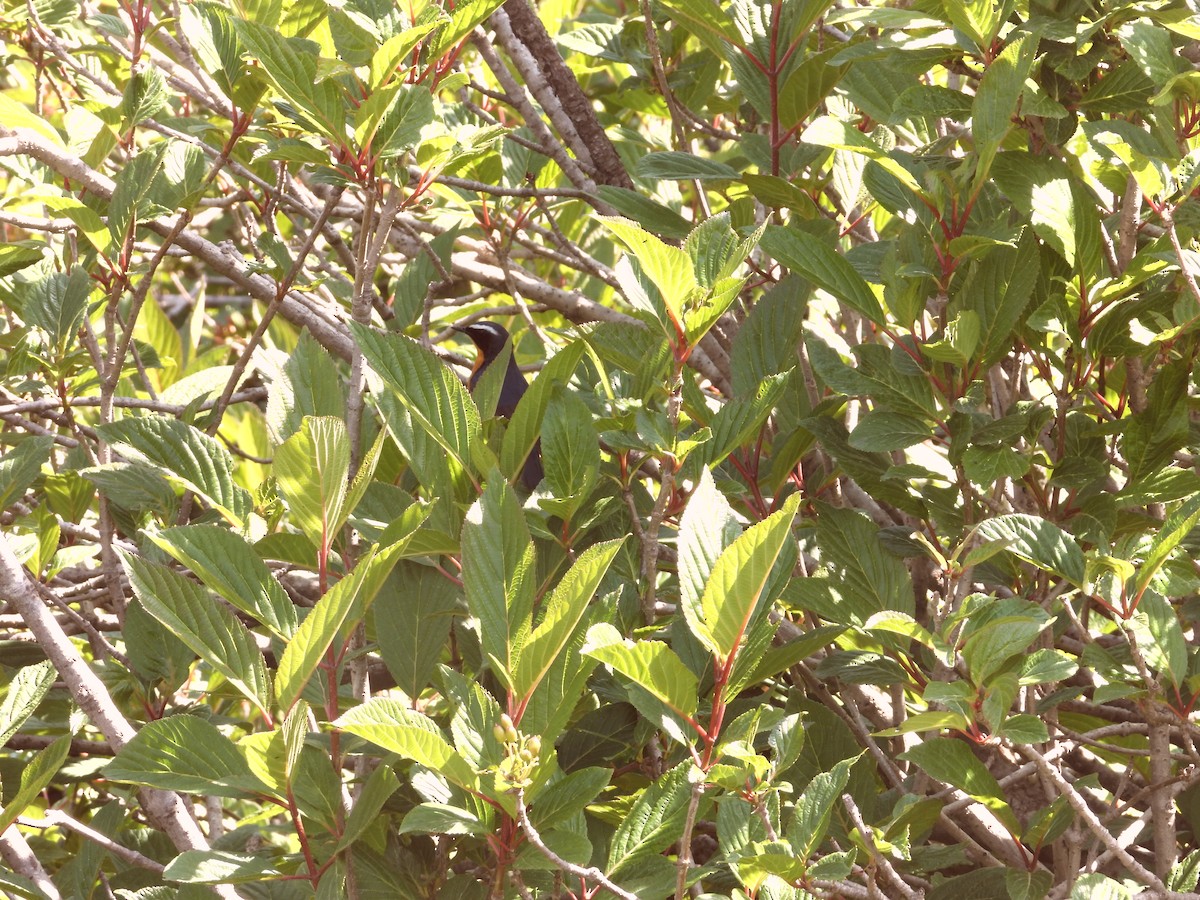 Indian Blue Robin - ML638034754