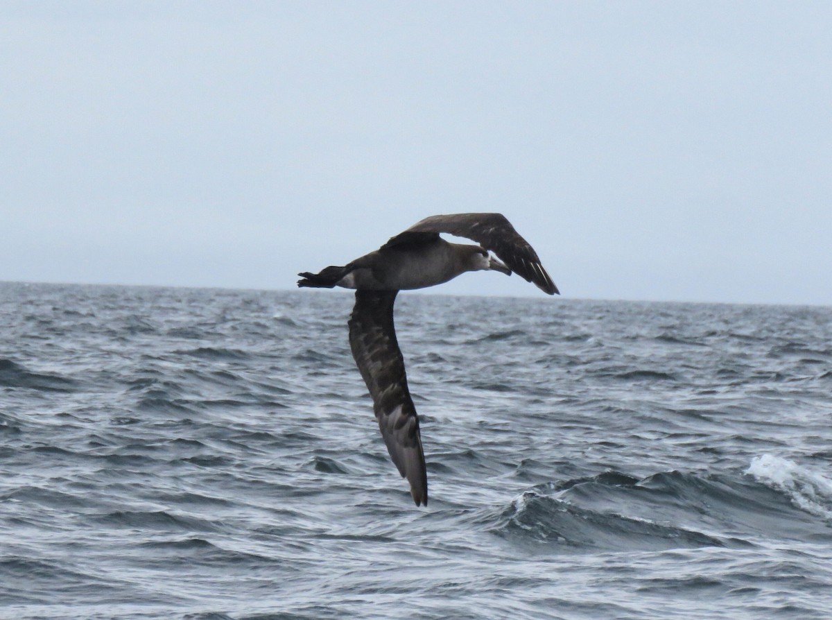 Black-footed Albatross - ML638034757