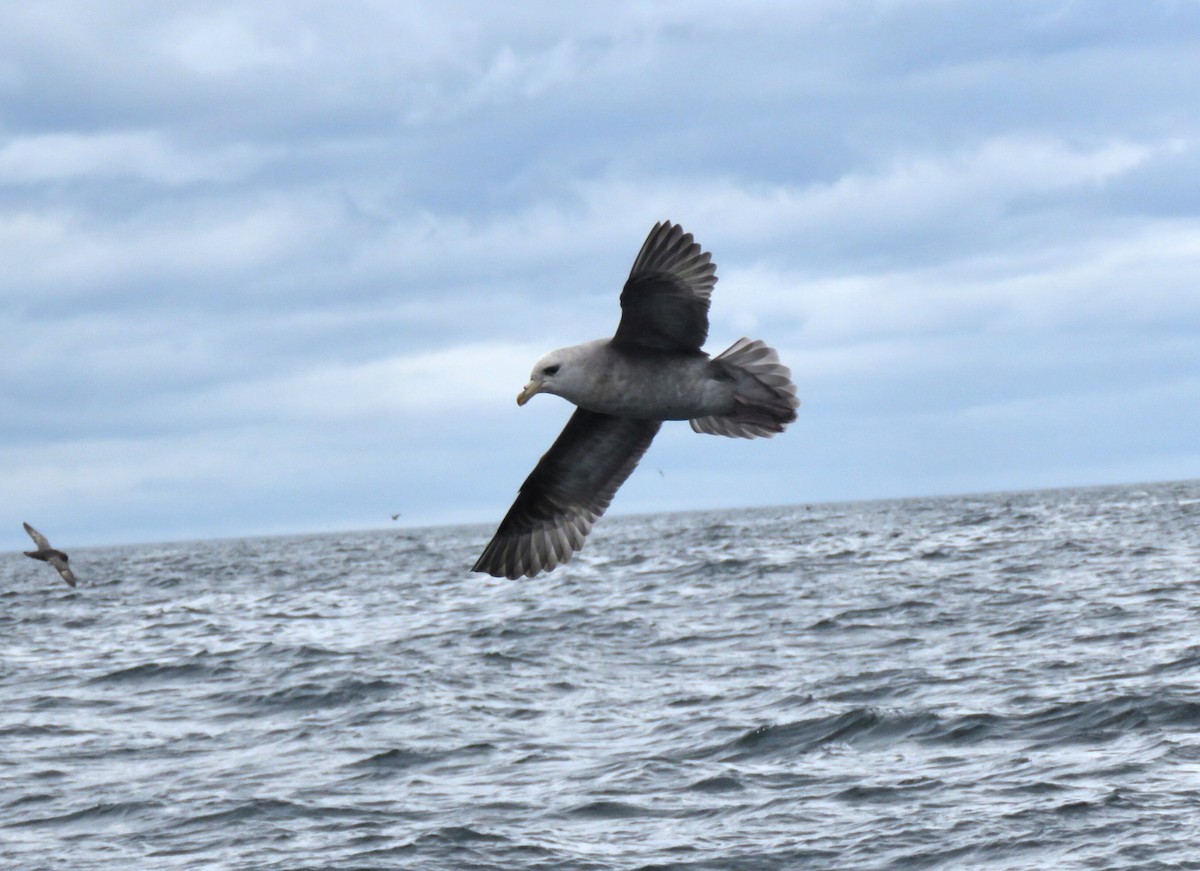 Northern Fulmar - ML638034784
