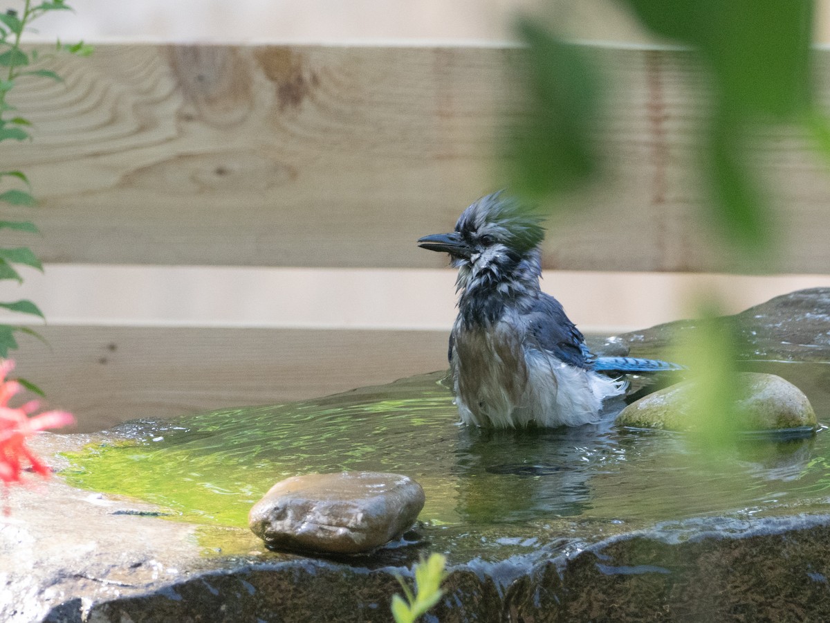Blue Jay - ML638034788