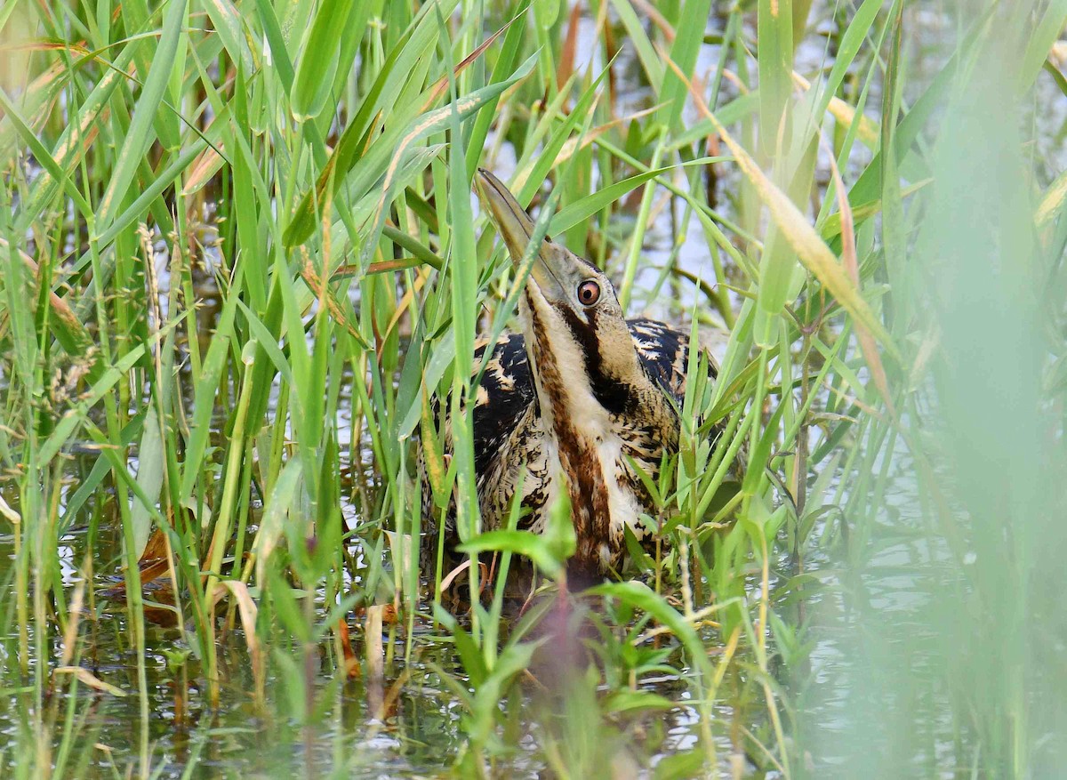 Eurasian Bittern - ML638034812