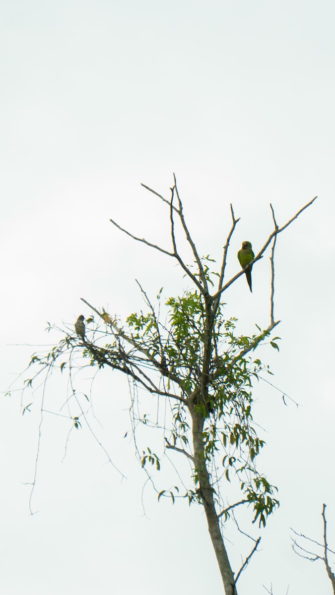 Peach-fronted Parakeet - ML638034816