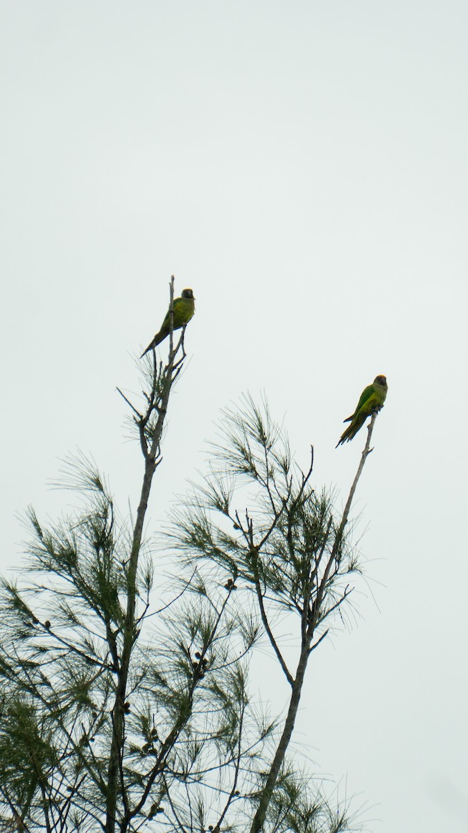 Peach-fronted Parakeet - ML638034819