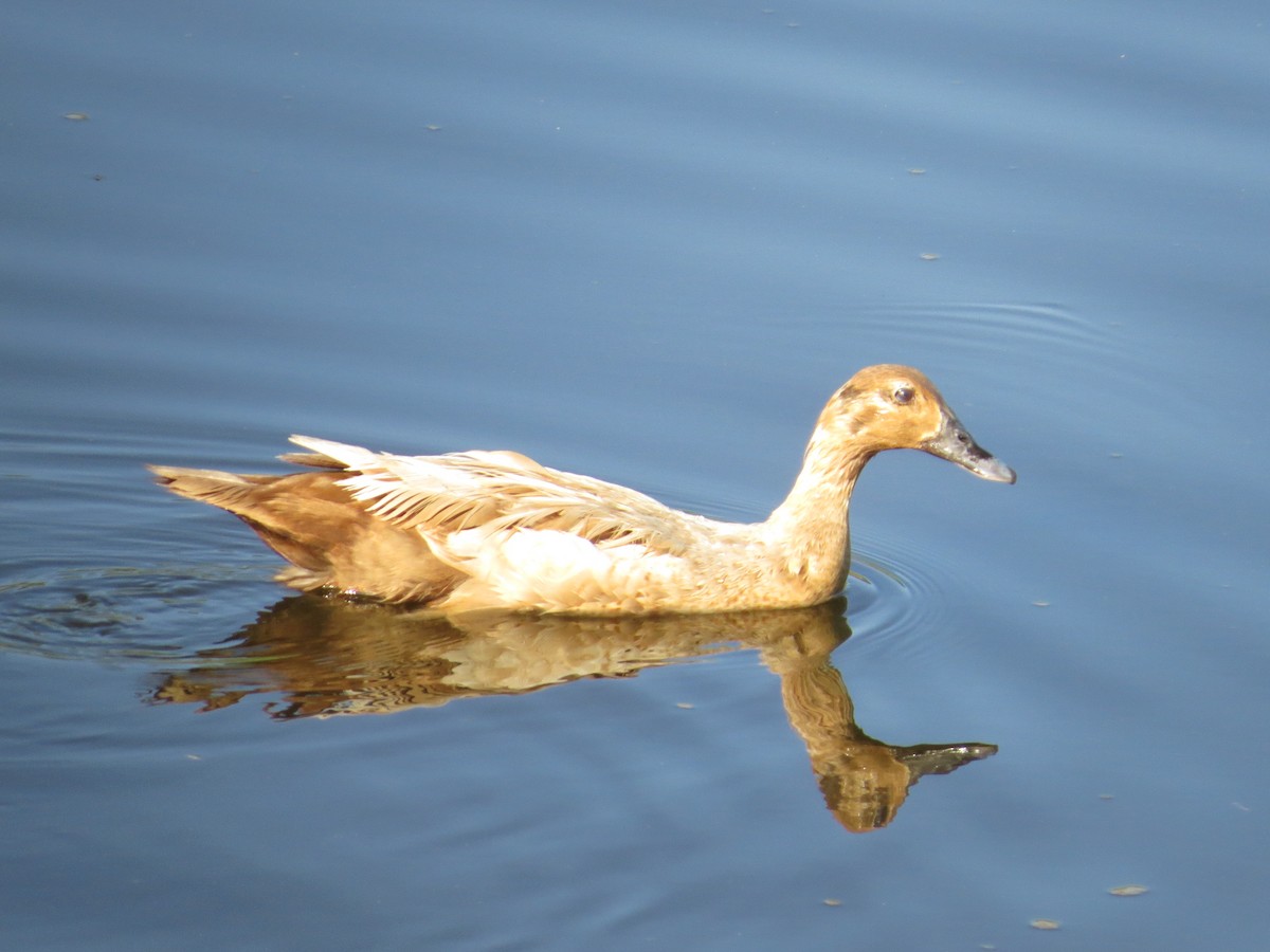 duck sp. - ML638034860