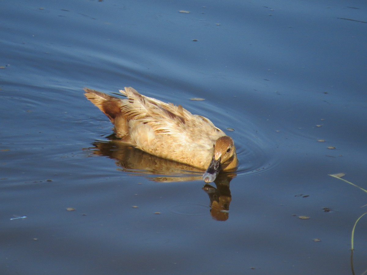 duck sp. - ML638034861