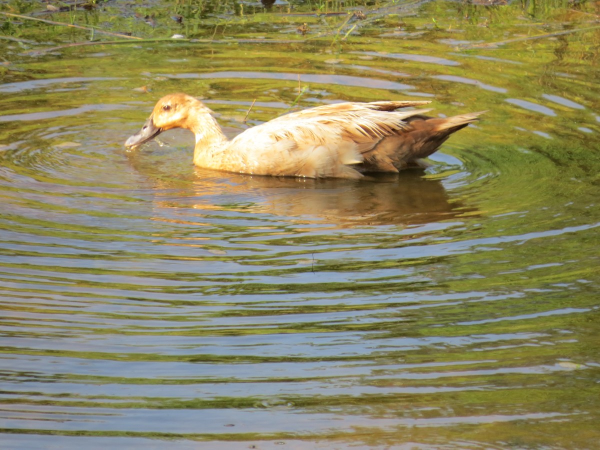 duck sp. - ML638034863