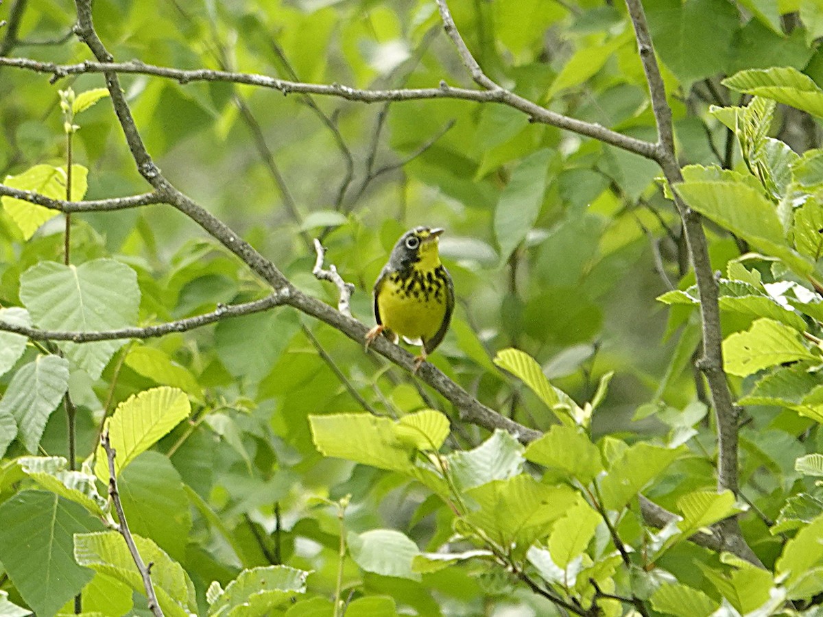 Canada Warbler - ML638034886